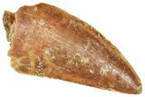 Serrated Raptor Tooth - Real Dinosaur Tooth #371492-1